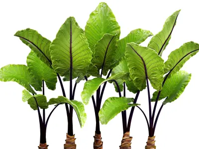 Alocasia macrorrhiza 3D model