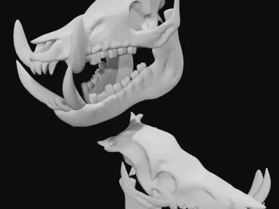 Boar Skull Low-poly 3D model
