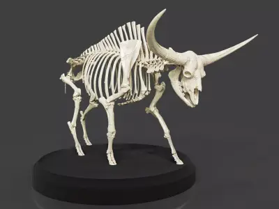Bison Latifrons Skeleton 3D model