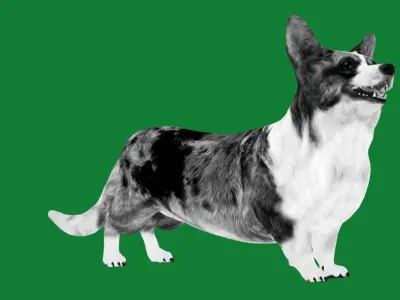 Cardigan Welsh Corgi Dog Low-poly 3D model