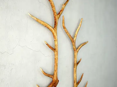 Monumental Unmounted Elk Antlers 3D model