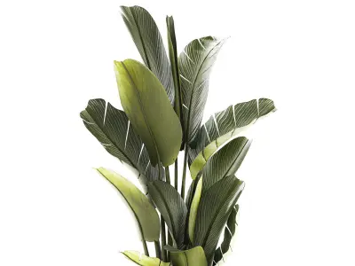 Beautiful Strelitzia and Ravenala plant in a flower pot 1328 3D model