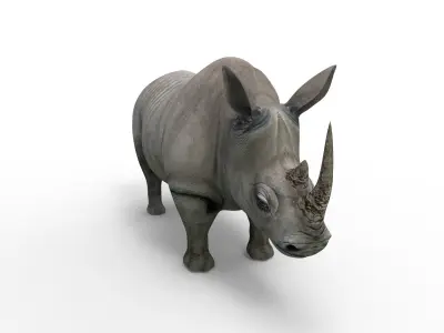 3D rhino rhinoceros realistic Rigged low poly  Low-poly 3D model