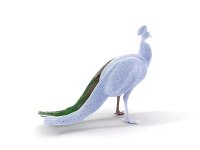 Vibrant Peacock Elegance model pack Low-poly 3D model