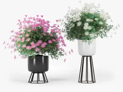chamomile daisies in pots 3D model