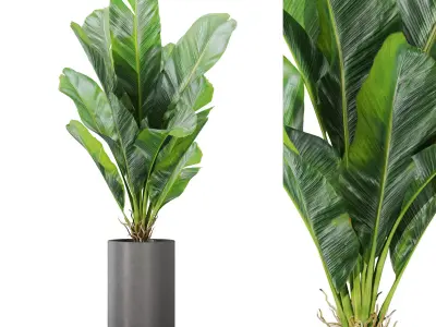 Plants collection vol 37