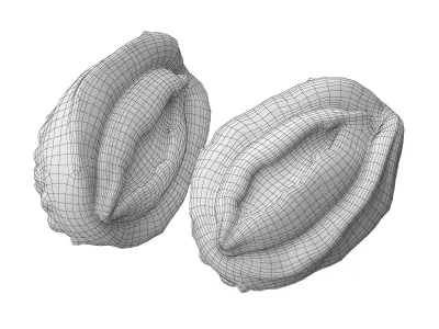 abalone Low-poly 3D model