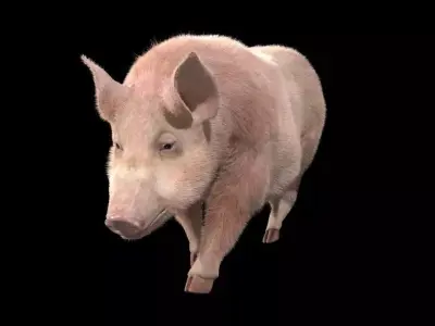 Pig rigging For 3Dmax 3D model Low-poly 3D model