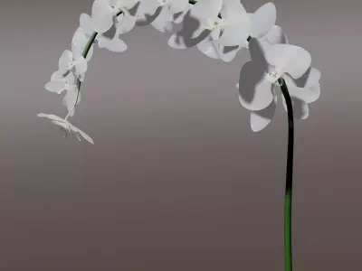 Orchid 3d flower 3D model