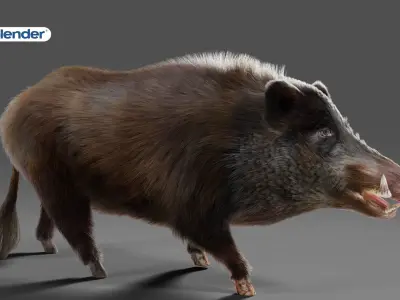 Fur Black Wild Boar Rigged V06 in Blender Low-poly 3D model