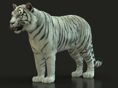 White Bengal Tiger Rigged Xgen core 3D model