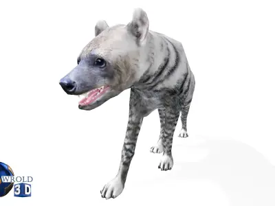 White Hyena Rigged Animated Lowpoly 3D Model Low-poly 3D model