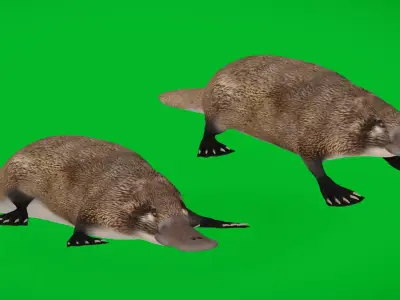Platypus  Low-poly 3D model