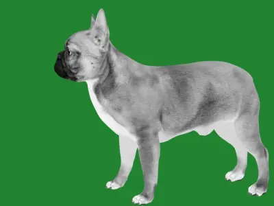French Bulldog Breed Low-poly 3D model
