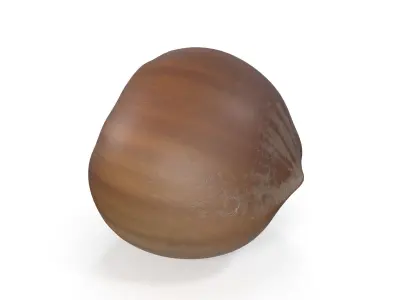 Realistic Hazelnut 3D model acorn stool 3D model