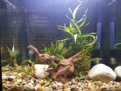 Aquarium driftwood decoration  3D print model