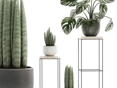 Decorative plants in pots on a stand for the interior 523 3D model