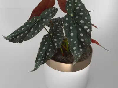 Begonia-maculata plant in vase 3D model