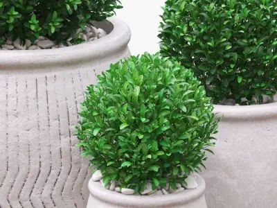 Potted Buxus Balls 02 3D model