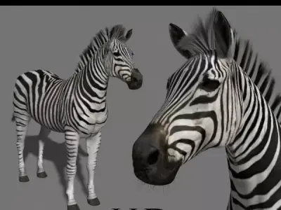 Photoreal HD Zebra - 3d model 3D model