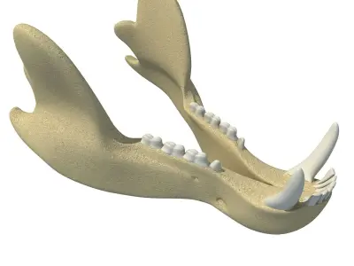 Bear Jaw Skull 3D model