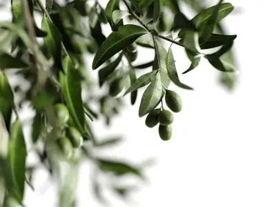 olive garden 3D model