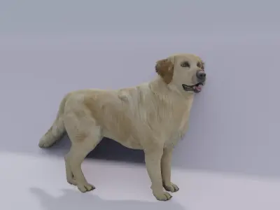 Golden Retriever animated 3D 3D model