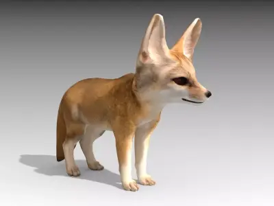Fennec fox 3D model