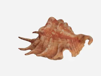 Sea shell Spider Conch 3d model Low-poly 3D model