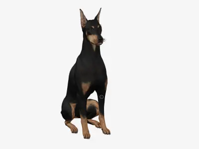 Dog Doberman Low-poly 3D model