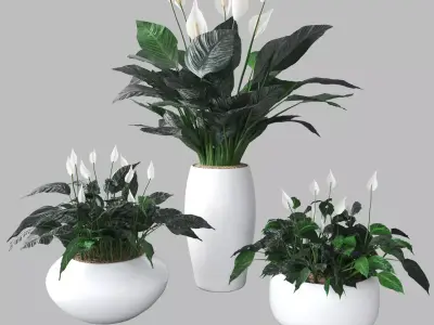 Peace lily 3D model