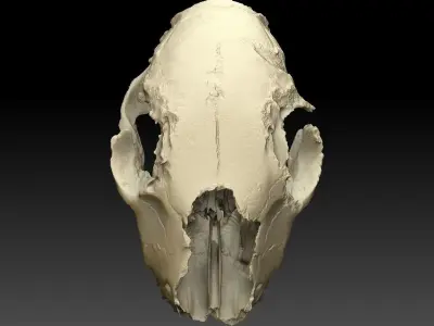 Lamb Skull Scan 3D model