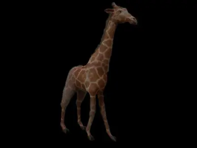 Giraffe 3D model