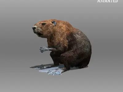 Beaver Animated Low-poly 3D model