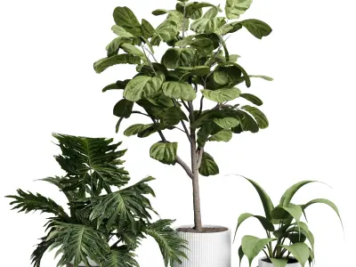 Collection indoor plant 429 plant bush ravenala palm 3D model