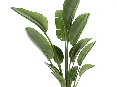 Strelitzia in a pot for the interior 723 3D model