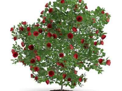 Red Rose Shrub 3D model