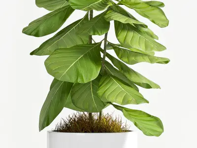 Decorative plant set-50 3D model