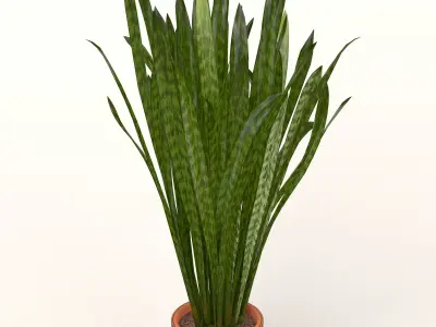 Snake Plant  3D model
