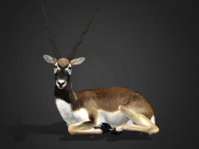 Blackbuck Realistic Animated 3D model