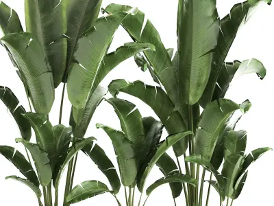 Banana bush in a pot for the interior 867 3D model
