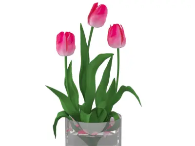 Pink tulips  3D model