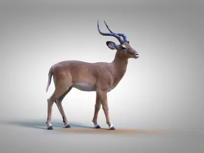 Impala RIG Xgen Core 3D model