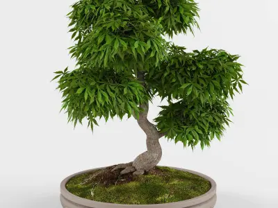 Bonsai Japanese Maple tree  3D model