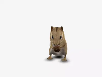real realistic chipmunk  animal zoo 3D model