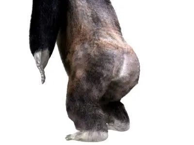 Gorilla Animated blender  Low-poly 3D model