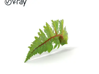 Realistic Davallia Fern Leaves model pack Low-poly 3D model