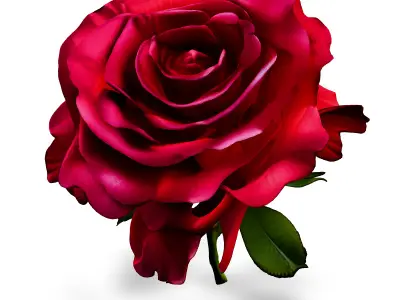 Realistic Red Rose 3D Model Low-poly 3D model