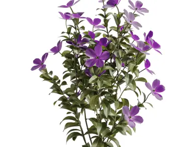 Purple Phlox Bush Arrangement 3D model