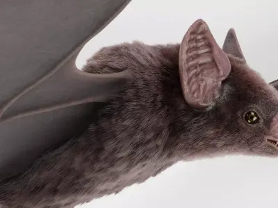 Vampire Bat in Flying Pose - Rigged  3D model